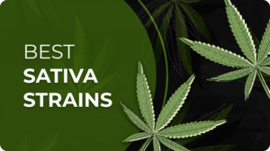 Top 5 Sativa Strains in Texas