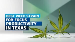 Best Strain for Focus and Productivity in Texas